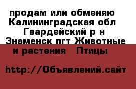 продам или обменяю - Калининградская обл., Гвардейский р-н, Знаменск пгт Животные и растения » Птицы   